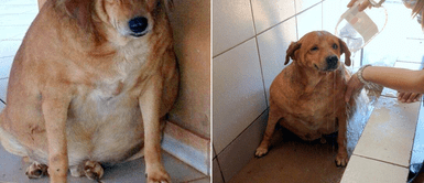 Denuncian que cachorra sin hogar con problemas de obesidad recibe Denuncian que cachorra sin hogar con problemas de obesidad era víctima de "crueles" burlas