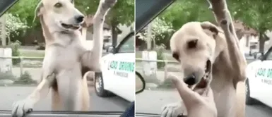Perro callejero se paró en dos patas y saludó a una pareja esperando ser adoptado Perro callejero da saludo efusivo a pareja que viajaba en auto | Video