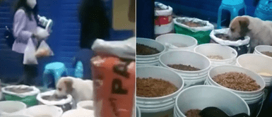 Señora encontró a perro callejero Señora encontró a perro callejero "robando" croquetas y dejó que se alimentara