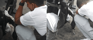 Joven presenció la muerte de su perro enfermo tras ser detenido por la policía Joven presenció la muerte de su perro enfermo tras ser detenido por la policía