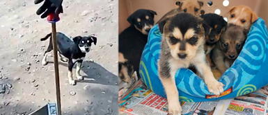 Rescatista salva 17 perros en dos días en Callao y Cono Norte y los pondrá en adopción responsable El ‘Ángel de Cieneguilla’ rescata 17 perritos en dos días en Callao y Puente Piedra