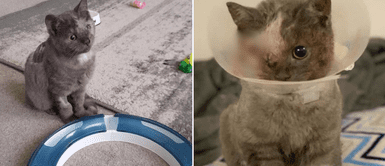 Denuncian que gata de 13 meses fue abandonada en la basura y perdió un ojo Denuncian que gata de 13 meses fue abandonada en la basura y perdió un ojo