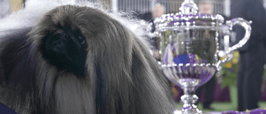 Conozca a Conozca a "Wasabi", el perro de raza pequinés que ganó el famoso concurso canino de Nueva York