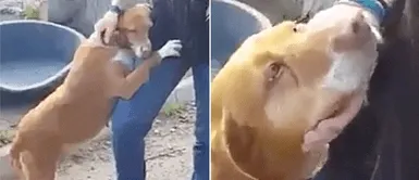 Reportero hacía una transmisión en vivo y apareció un cachorro para Periodista informaba en vivo hasta que apareció un perro para "rogarle" ser adoptado