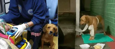 Cachorra cuidó a su anciano dueño atropellado y lo acompañó hasta el hospital Cachorra cuidó a su anciano dueño atropellado y lo acompañó hasta el hospital