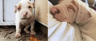 Denuncian que pitbull bebé fue recogido de la basura e intentaron venderlo en 10 dólares Denuncian que pitbull bebé fue recogido de la basura e intentaron venderlo en 10 dólares