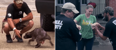 Mamá pitbull encontró a dos extraños y los llevó hasta sus crías que necesitaban ayuda Mamá pitbull encontró a dos extraños y los llevó hasta sus crías que necesitaban ayuda