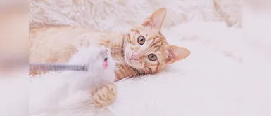 Especialista explica por qué es importante jugar con un gato La importancia de jugar con tu gato