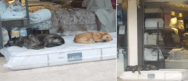 Tienda de muebles utilizó un colchón para que los perros callejeros puedan descansar Tienda de muebles ofreció un colchón para que los perros sin hogar tengan un espacio donde dormir