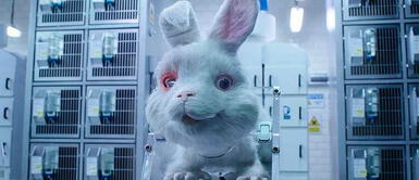 Salve ralph ¡Ralph lo consiguió! En México prohíben las pruebas de cosméticos en animales