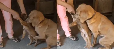 Mamá perra piensa que la quieren separar de su cría y se aferra a su cachorro con fuerza Mamá perra piensa que la quieren separar de su cría y se aferra a su cachorro con fuerza
