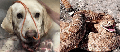 Perro enfrentó a una serpiente cascabel y recibió mordidas por defender a su dueño Cachorro se enfrentó a una serpiente cascabel por defender a su dueño y terminó siendo picado