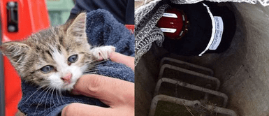 Bombero rescató a un gato de 3 meses que cayó a la alcantarilla y luego decidió adoptarlo Bombero rescató a un gato de 3 meses que cayó a la alcantarilla y luego decidió adoptarlo