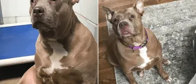 Pitbull en estado de lactancia fue grabada llorando tras ser separada de sus cachorros Pitbull en estado de lactancia fue grabada llorando tras ser separada de sus cachorros