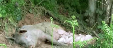 Cerda embarazada logró escapar de un matadero y terminó dando a luz en el bosque Cerda embarazada escapó de matadero y dio a luz en el bosque: "Tuvo 10 lechoncitos"