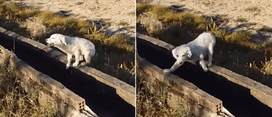 Cachorro abandonado fue encontrado por un hombre y empezó a Perrito abandonado "lloró" tras ser visto por un desconocido para convencerle de adoptarlo