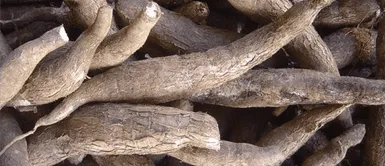 La raíz de Saqta es utilizada como un detergente y champú natural. Raíz de Saqta: Beneficios naturales para el cuidado del cabello