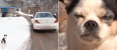 Perro abandonado Perrito "llora" tras perseguir autos pensando que regresó su familia que lo abandonó