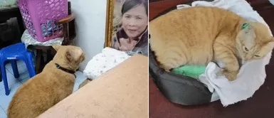 Gato llora todas las noches antes de dormir mirando la fotografía de su dueña fallecida Gato llora todas las noches antes de dormir mirando la fotografía de su dueña fallecida