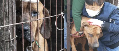 Cachorro Cachorro terminó "llorando" tras ser rescatado de un mercado ilegal donde sería asesinado
