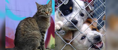 Perú: Congreso aprueba proyecto de ley para esterilización de perros y gatos como deber del Estado Aprueban proyecto de ley para esterilización de mascotas como deber del Estado