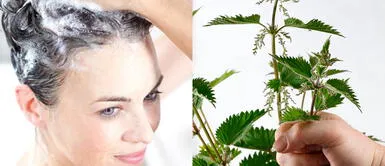 Champú de ortiga Descubre los beneficios del champú de ortiga para fortalecer y nutrir el cabello