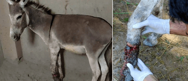 Denuncian que burro fue encontrado con una pata Denuncian que burro fue encontrado con una pata "casi destruida" escondido en una obra