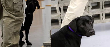 Facebook viral: Perra es despedida de la CIA al optar por jugar con niños que olfatear bombas fotos Perrita es despedida del servicio de inteligencia tras preferir jugar con infantes que olfatear bombas