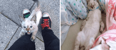 Gata callejera fue encontrada por un niño y se aferró a su pierna Gata callejera fue encontrada por un niño y se aferró a su pierna "rogando" ser adoptada