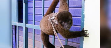 Biodiversidad en peligro: Cada año se rescatan 5000 especímenes de fauna silvestre en Perú Perú: Cada año se rescatan más de 5,000 especímenes de fauna silvestre