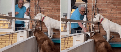 Captan a anciano salir todas las mañanas para alimentar a los perros de su vecina Anciano sale todas las mañana para alimentar a los perros de su vecina