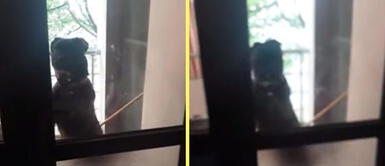 TikTok viral: Perro vuelve a su hogar luego de jugar y toca el timbre hasta que le abran la puerta Perro regresa a su casa luego de jugar y toca el timbre sin parar hasta que le abran