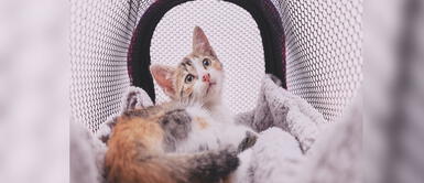 Qué hacer antes antes de adoptar un gato, según Adoptamiu 10 cosas que debes saber antes de adoptar un gato