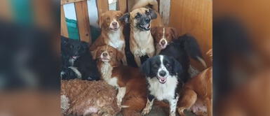 Congreso aprobó la ley cuatro patas que establece esterilización de perros y gatos como deber del Estado Congreso aprobó ley de esterilización de animales como política de salud pública