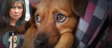 Twitter viral: Martha Chávez se mostró en contra de ley de esterilizaciones de perros y gatos y usuarios la critican en redes Martha Chávez votó en contra de ley para esterilizar a las mascotas y usuarios la tildan de 'Cruella'