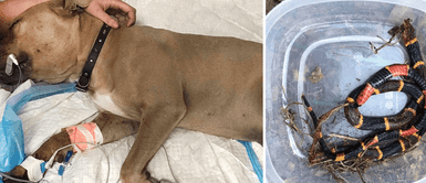 Pitbull falleció luego de enfrentar a venenosa serpiente por defender a dos niños Pitbull falleció luego de enfrentar a venenosa serpiente por defender a dos niños