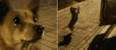 Perro callejero Perrito callejero "lloró" tras ser alimentado por una señora que lo encontró deambulando