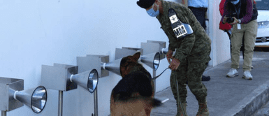 Perros son entrenados para detectar casos positivos de COVID-19 entre las personas Perros son entrenados para detectar casos positivos de COVID-19 entre las personas