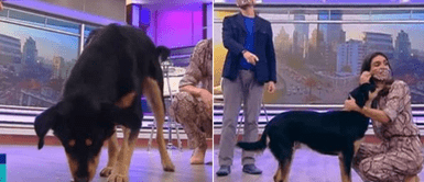 Perro callejero interrumpió noticiero en vivo y comenzó a mover la cola para ser adoptado Perro callejero interrumpió noticiero en vivo y comenzó a mover la cola para ser adoptado