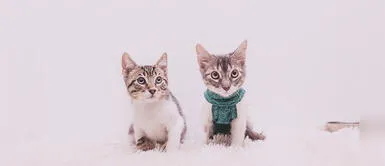 por qué esterilizar a un gato Conoce los beneficios de esterilizar a un gato