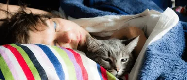 Los gatos pueden contraer la COVID-19 por dormir en la cama de una persona infectada Los gatos pueden contraer la COVID-19 por dormir en la cama de una persona infectada