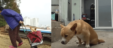 Anciana rescató y adoptó un cachorro discapacitado que abandonaron en la basura Anciana rescató y adoptó un cachorro discapacitado que abandonaron en la basura