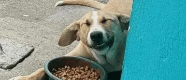 Perro callejero fue alimentado por un hombre y terminó sonriendo para la fotografía Perro callejero fue alimentado por un hombre y terminó sonriendo para la fotografía