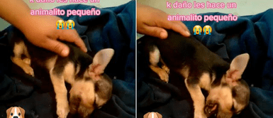 Cachorro víctima de maltratos sufre pesadillas todas las noches y no puede dormir Cachorro víctima de maltratos sufre pesadillas todas las noches y no puede dormir