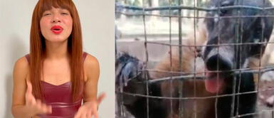 La Uchulú asegura que animales sufren de hambre en Parque Natural de Pucallpa maltrato animal La Uchulú denuncia maltrato animal en Parque Natural de Pucallpa: "Ellos nos necesitan"