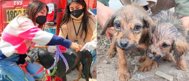 VES: Hermanas transmitían en vivo rescate de animales abandonados y fueron víctimas de asalto VES: Hermanas emitían en directo rescate de cachorros abandonados y sufren asalto