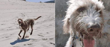 Cachorro ciego y con daño cerebral se emocionó al visitar la playa por primera vez Cachorro ciego y con daño cerebral se emocionó al visitar la playa por primera vez
