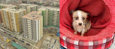 TikTok viral: Experto revela qué hacer si me prohíben tener una mascota en un departamento ¿Me pueden prohibir en mi edificio tener alguna mascota? | VIDEO