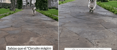 Circuito Mágico del Agua se convirtió en 'pet friendly': ¿Quiénes pueden asistir y cuáles son las medidas? Circuito Mágico del Agua es pet friendly y con ingreso gratis