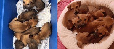 Denuncian que 7 perros recién nacidos fueron abandonados en la pista: Denuncian que 7 perros recién nacidos fueron abandonados en la pista: "Ya están seguros"